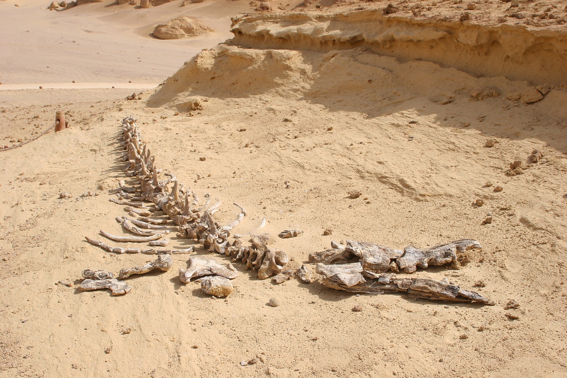 Wadi Al Hitan